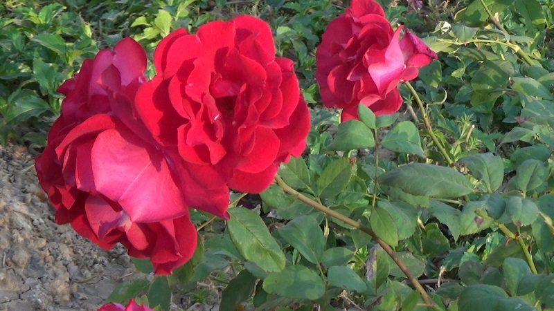 Rose plants