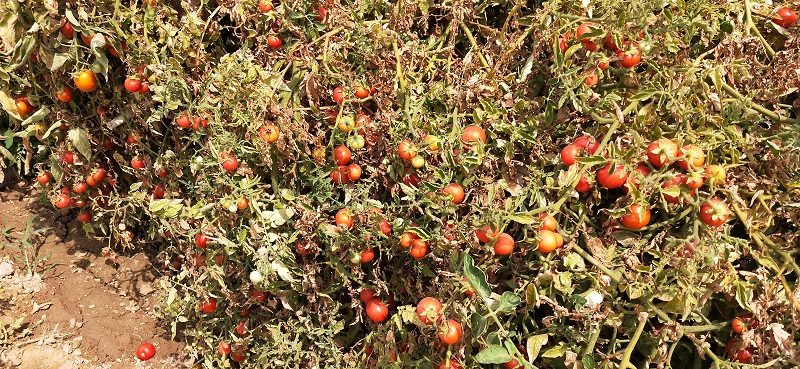 Tomato Plant